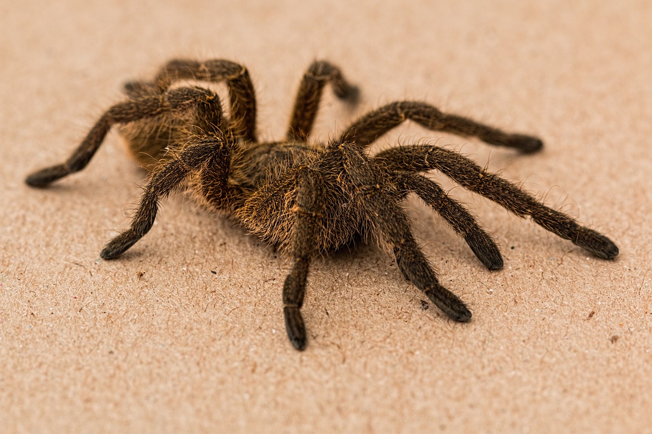 spider phobia hypnotherapy clinic perth