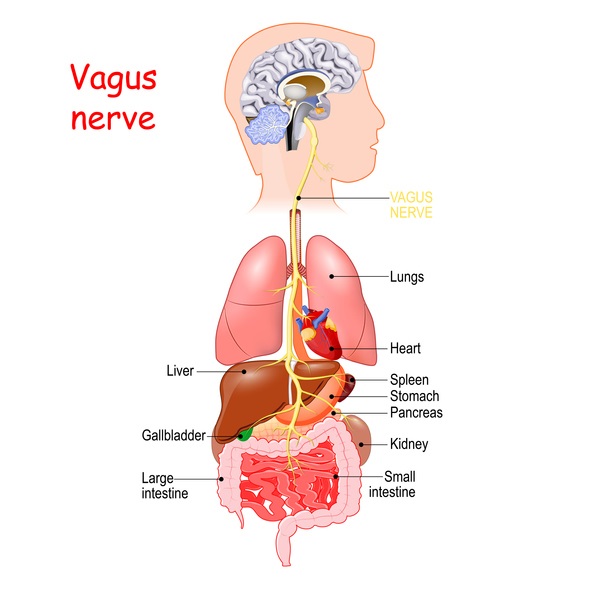 Hypnotherapy & IBS – What is the Vagus nerve & Why is it so Important?